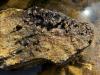 Snails on a rock in the water.