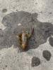 A crayfish on pavement.