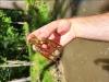 A redswamp Crayfish being held near a creek.