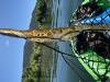 A bryozoan colony is on a branch, held by a paddler in the water.