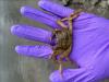 A mitten crab in a gloved palm above the water.