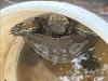 Turtle in bucket