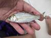 Juvenile White Perch in person's hand