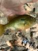 Redbreast Sunfish in hand, facing right