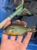 Redbreast Sunfish in hand, facing left