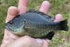 Image of hybrid bluegill x green sunfish in a hand