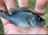 Greengill Sunfish (hybrid Green X Bluegill Sunfish) in hand, facing right