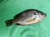 Greengill sunfish on top of green bucket bottom, facing right