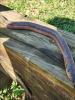 Cuchia eel on wooden beam