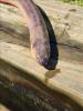 Closeup view of head of cuchia eel on wooden beam