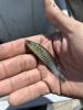 Banded Killifish in person's hand