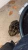 Cane Toad behind flower pot