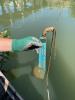 Bryozoans attached to aquatic thermometer in marina.