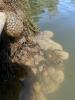 Bryozoans attached to aquatic vegetation laying on cement near the water.