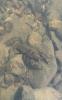 A crayfish sits on rocks under shallow water.