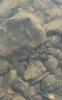 A crayfish sits on rocks under shallow water