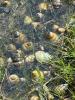 Dozens of snails in shallow water, flooded grass.