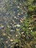 Dozens of snails in shallow water, flooded grass.