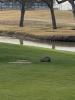 Nutria on a golf course