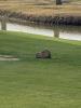 Nutria on a golf course