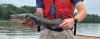 Flathead Catfish held in outstretched hands, with river in background