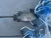 Rio Grande Cichlid lying on synthetic decking boards facing right next to a cast net