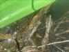 Bryozoans on branches in a waterbody near a green kayak.