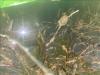 Bryozoans on branches in a waterbody near a green kayak.