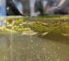 Male Western Mosquitofish at water surface