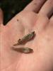 Two Western Mosquitofish in the palm of a hand