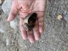 Snail being held in the hand.