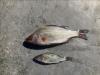 Two white perch on a surface