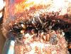 Golden mussels attached to a piling in the San Joaquin River.