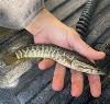 Juvenile Northern Snakehead in hand, facing right