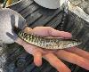 Juvenile Northern Snakehead in open hand, facing right