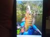 Mayan Cichlid suspended from fishing line, viewed from seat of kayak