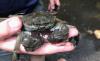 A hand holds a large, brown Chinese mitten crab.