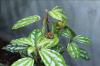 Greenhouse frog on a plant