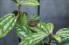 Greenhouse frog on a plant