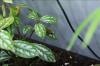 Greenhouse frog on a plant