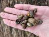 A hand holding a pile of striped snail shells.