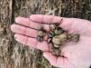 A hand holding a pile of striped snail shells.