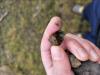 A hand holding a mid-sized striped snail shell belonging to the banded mysterysnail.