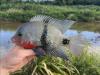 Blackbelt Cichlid, held in hand with fins extended in front of river view