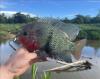 Blackbelt Cichlid, held in hand with fins extended in front of river view