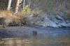 Nutria on beach