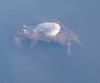 Dead nutria floating in water