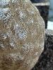 A bryozoan attached to a square mussel sampling plate held above the water.