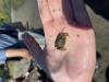 A small European Green Crab held above the substrate in a human hand.