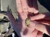 A small European Green Crab is held above the substrate by a human hand.